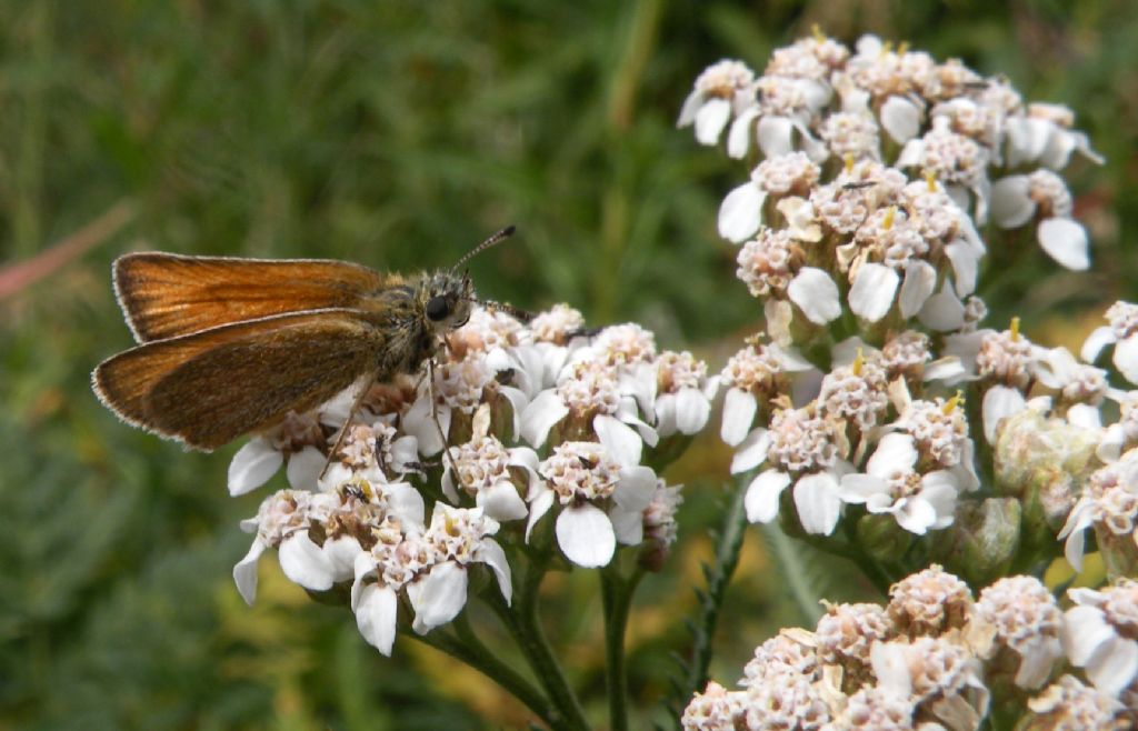 Thymelicus lineola?